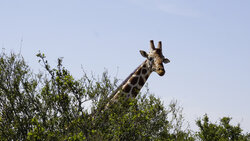 Unique holidays in the stunning countryside of Kenya