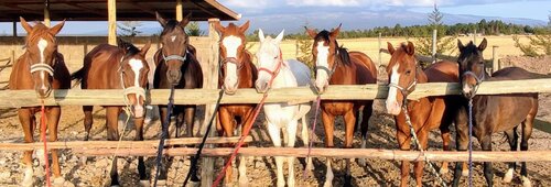 Horses Everything Altitude